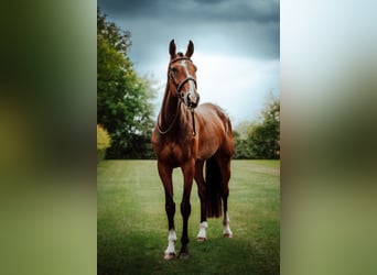 KWPN, Merrie, 5 Jaar, 170 cm, Roodbruin