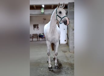 KWPN, Merrie, 5 Jaar, 170 cm, Wit