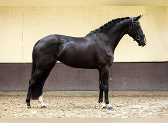KWPN, Merrie, 5 Jaar, 170 cm, Zwart