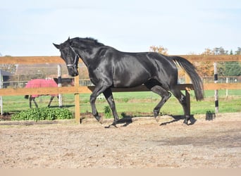 KWPN, Merrie, 5 Jaar, 170 cm, Zwart