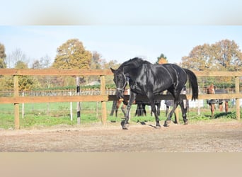 KWPN, Merrie, 5 Jaar, 170 cm, Zwart