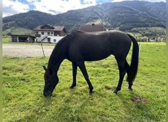 KWPN, Merrie, 5 Jaar, 170 cm, Zwart
