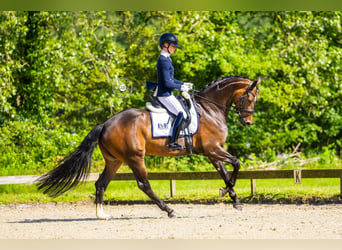 KWPN, Merrie, 5 Jaar, 171 cm, Donkerbruin