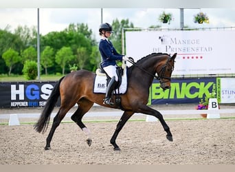 KWPN, Merrie, 5 Jaar, 171 cm, Donkerbruin