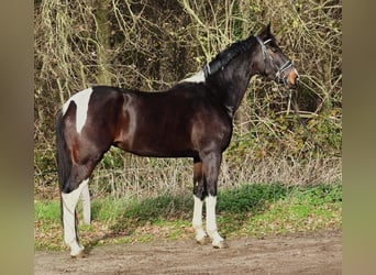 KWPN, Merrie, 5 Jaar, 171 cm, Gevlekt-paard