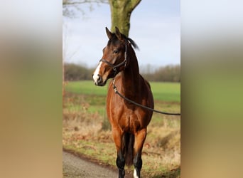 KWPN, Merrie, 5 Jaar, 172 cm, Bruin