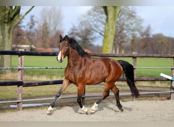 KWPN, Merrie, 5 Jaar, 172 cm, Bruin