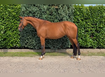 KWPN, Merrie, 5 Jaar, 172 cm, Bruin