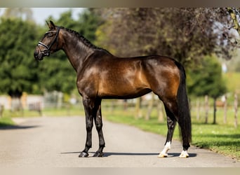 KWPN, Merrie, 5 Jaar, 172 cm, Donkerbruin