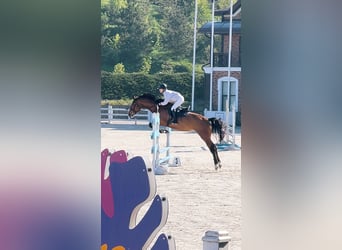 KWPN, Merrie, 5 Jaar, 172 cm, Roodbruin