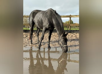 KWPN, Merrie, 5 Jaar, 172 cm, Zwart