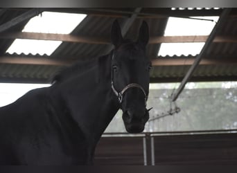 KWPN, Merrie, 5 Jaar, 172 cm, Zwart