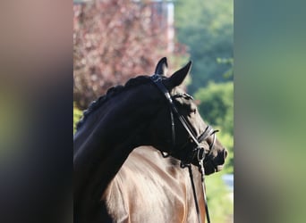 KWPN, Merrie, 5 Jaar, 172 cm, Zwart
