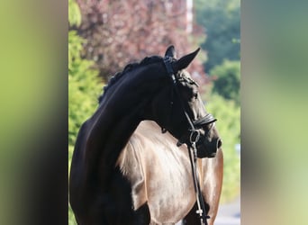 KWPN, Merrie, 5 Jaar, 172 cm, Zwart