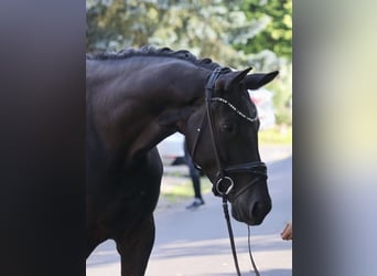 KWPN, Merrie, 5 Jaar, 172 cm, Zwart
