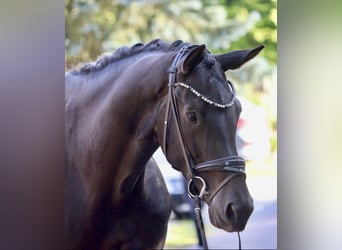 KWPN, Merrie, 5 Jaar, 172 cm, Zwart