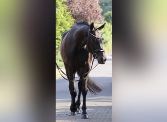 KWPN, Merrie, 5 Jaar, 172 cm, Zwart