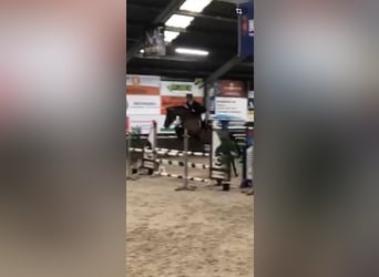 KWPN, Merrie, 5 Jaar, 173 cm, Bruin