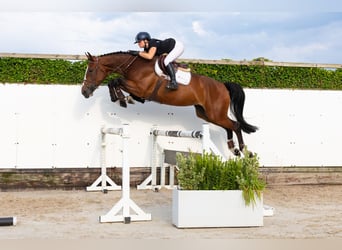 KWPN, Merrie, 5 Jaar, 173 cm, Bruin