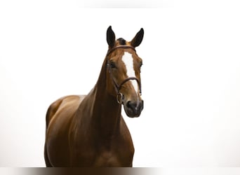 KWPN, Merrie, 5 Jaar, 173 cm, Bruin