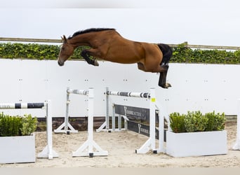 KWPN, Merrie, 5 Jaar, 173 cm, Bruin