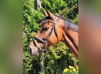 KWPN, Merrie, 5 Jaar, 174 cm, Bruin