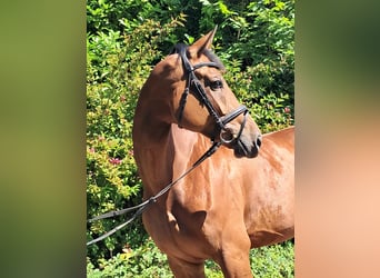 KWPN, Merrie, 5 Jaar, 174 cm, Bruin