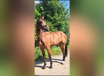 KWPN, Merrie, 5 Jaar, 174 cm, Bruin