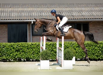 KWPN, Merrie, 5 Jaar, 175 cm, Bruin