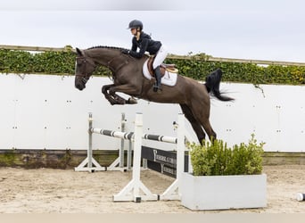 KWPN, Merrie, 5 Jaar, 175 cm, Zwart