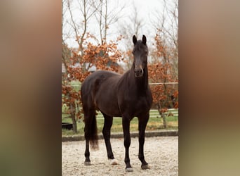 KWPN, Merrie, 5 Jaar, 175 cm, Zwartbruin