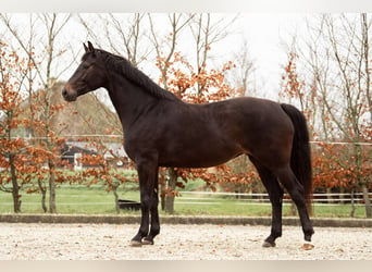 KWPN, Merrie, 5 Jaar, 175 cm, Zwartbruin