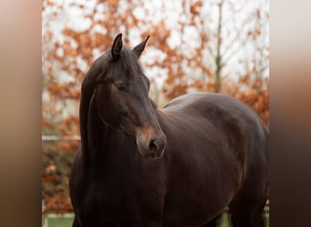 KWPN, Merrie, 5 Jaar, 175 cm, Zwartbruin