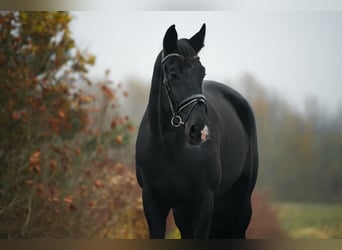 KWPN, Merrie, 5 Jaar, 176 cm, Zwart