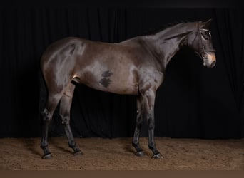 KWPN, Merrie, 5 Jaar, Donkerbruin