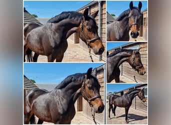 KWPN, Merrie, 5 Jaar