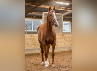 KWPN, Merrie, 5 Jaar, Vos