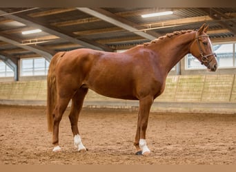 KWPN, Merrie, 5 Jaar, Vos