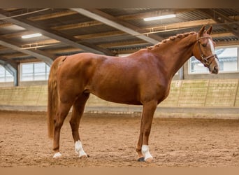 KWPN, Merrie, 5 Jaar, Vos