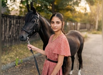 KWPN, Merrie, 6 Jaar, 137 cm, Zwart