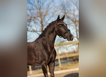 KWPN Mix, Merrie, 6 Jaar, 154 cm, Donkere-vos