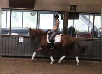 KWPN, Merrie, 6 Jaar, 155 cm, Vos