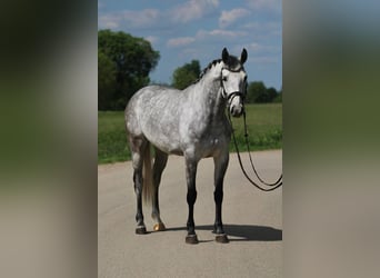 KWPN, Merrie, 6 Jaar, 160 cm, Schimmel