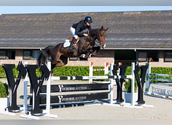 KWPN, Merrie, 6 Jaar, 161 cm, Bruin