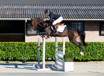 KWPN, Merrie, 6 Jaar, 161 cm, Bruin