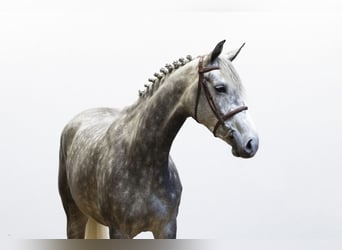 KWPN, Merrie, 6 Jaar, 161 cm, Schimmel