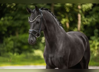 KWPN, Merrie, 6 Jaar, 161 cm, Zwart