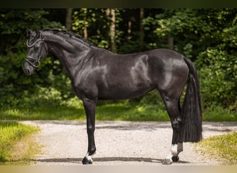 KWPN, Merrie, 6 Jaar, 161 cm, Zwart