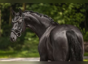 KWPN, Merrie, 6 Jaar, 161 cm, Zwart