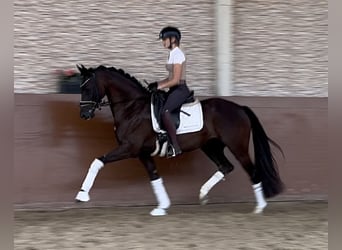 KWPN, Merrie, 6 Jaar, 161 cm, Zwart